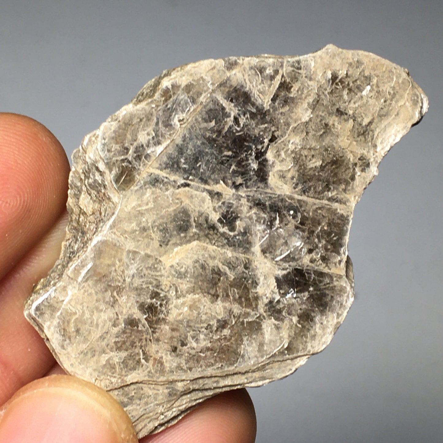 Muscovite