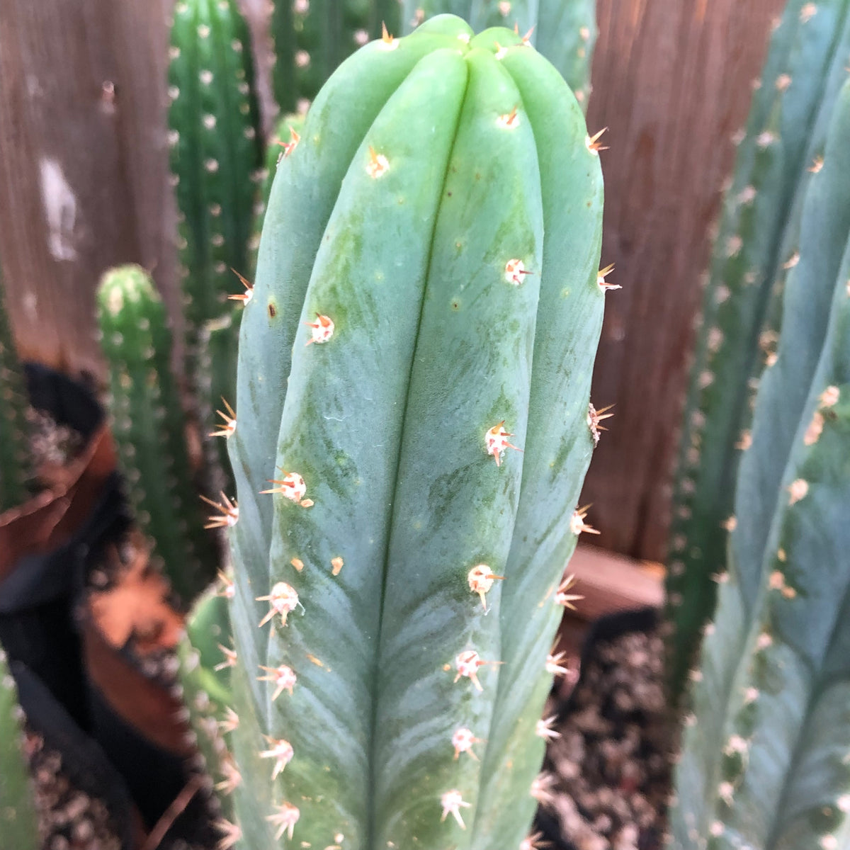 WS03 "Blue Pachanoi" 6" or 10" Cutting