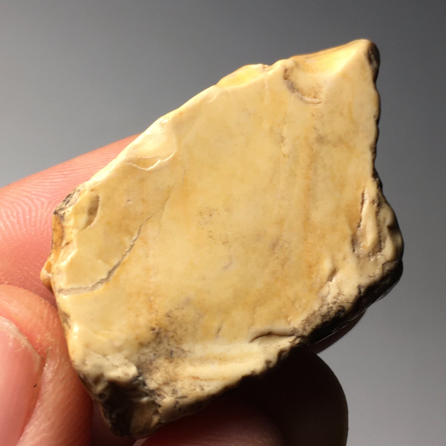 Picture Jasper
